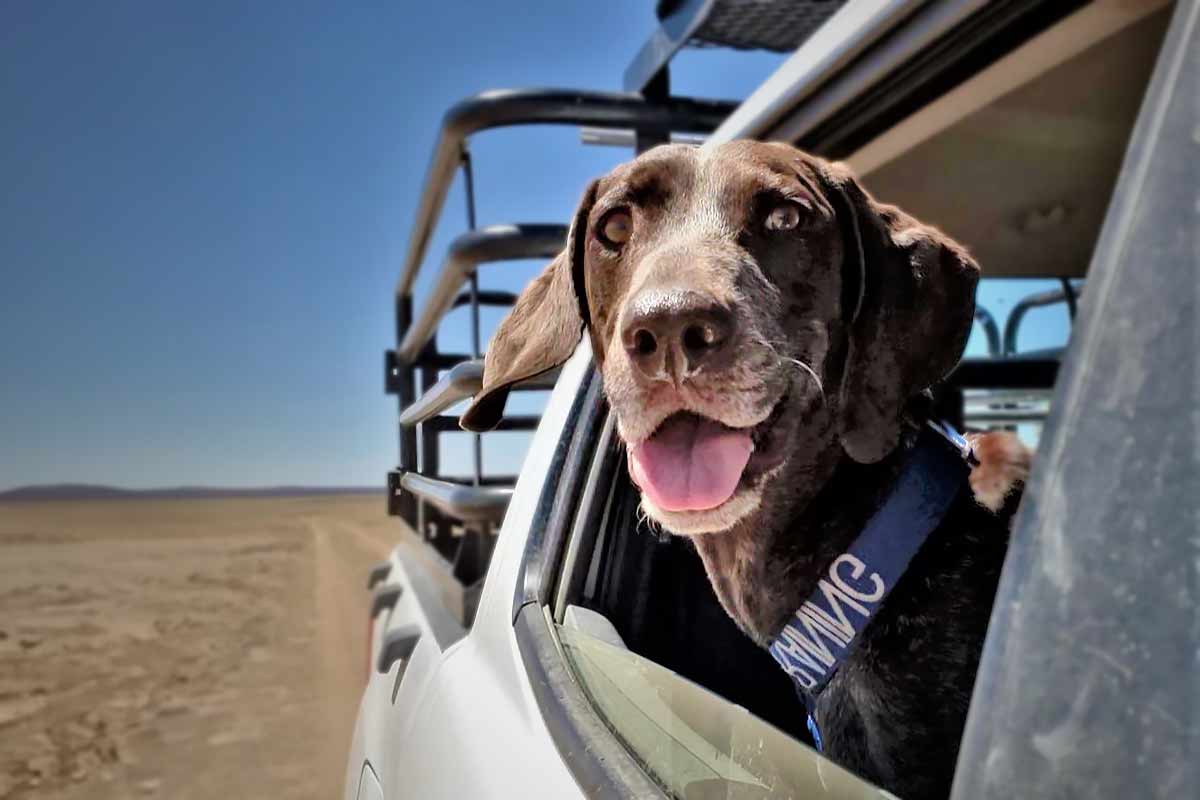 Detection dog Lyka