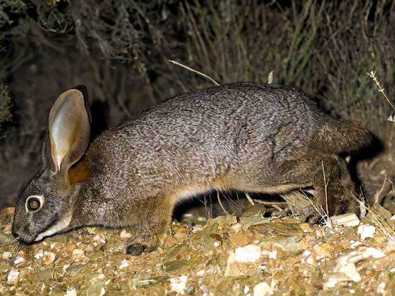 Riverine rabbit scat detection dog survey