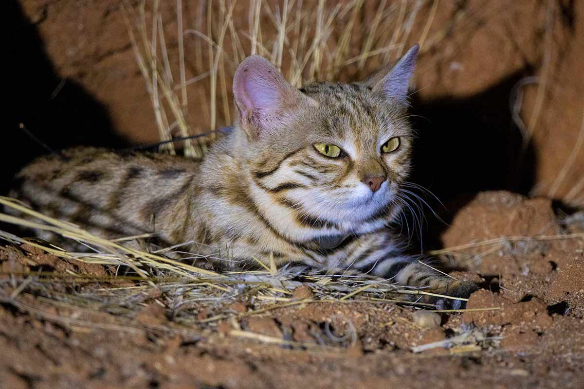 Black-footed cat