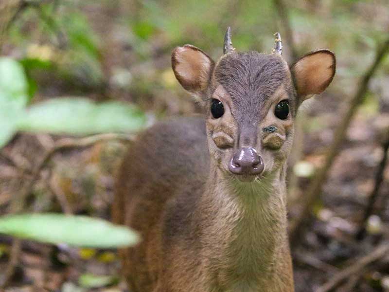 Blue Duiker scat detection dog survey