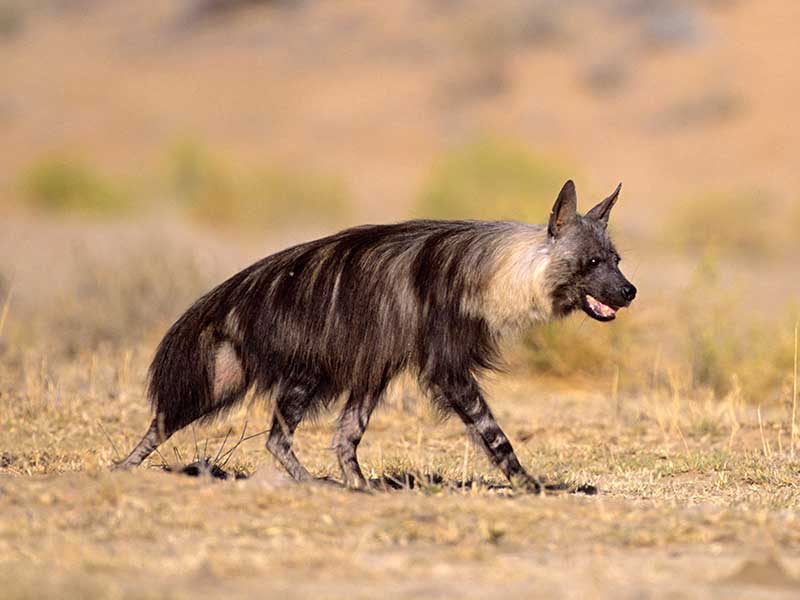 Brown hyena scat detection dog survey