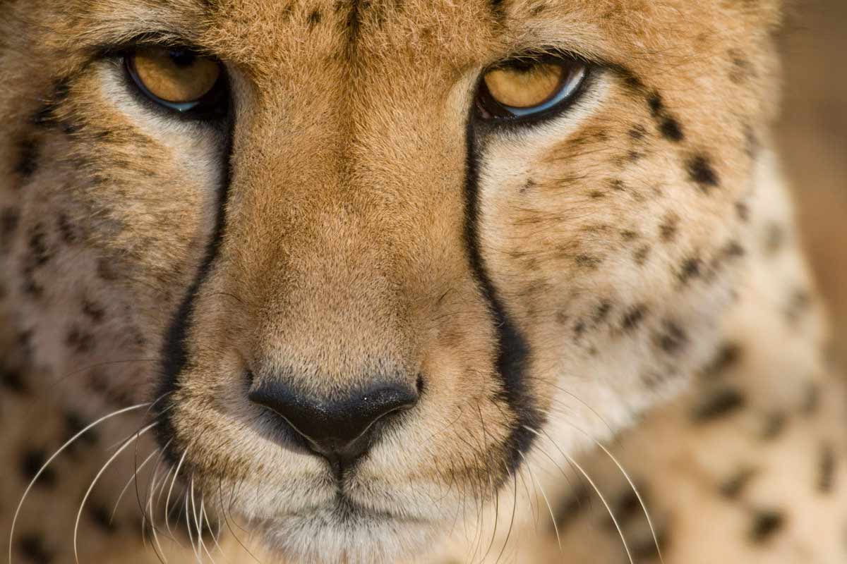 cheetah portrait