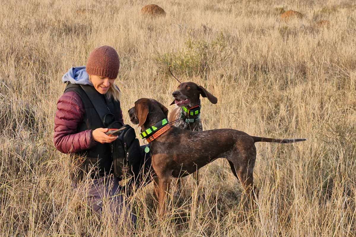 Detection dog wildlife surveys led by an expert ecologist
