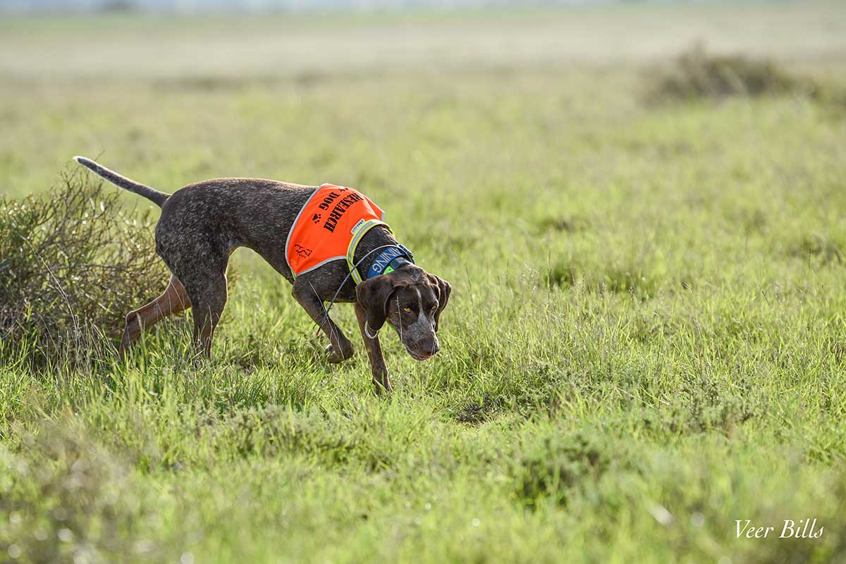 Expert led detection dog surveys
