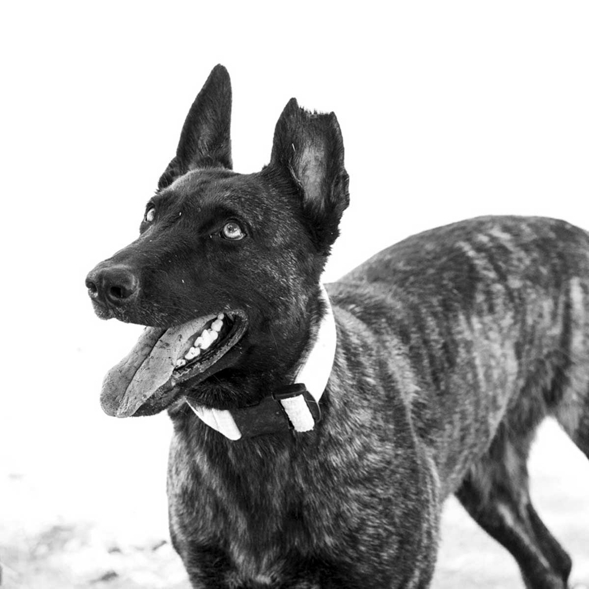 Shadow-1200 Shadow, anti-poaching K9 detection dog