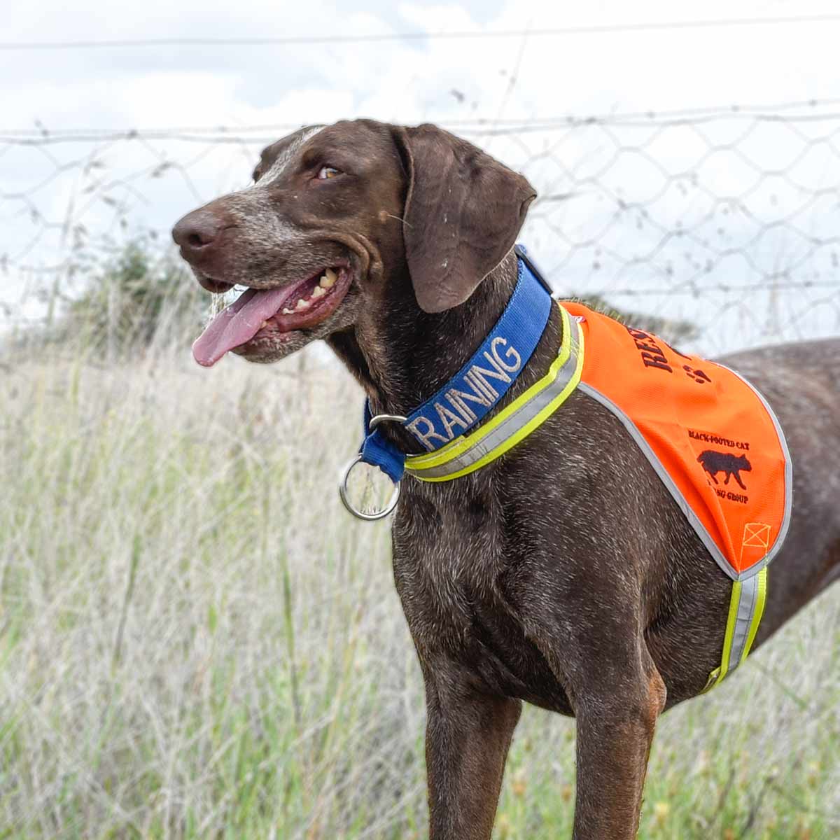lyka-1200 Lyka, scat detection dog