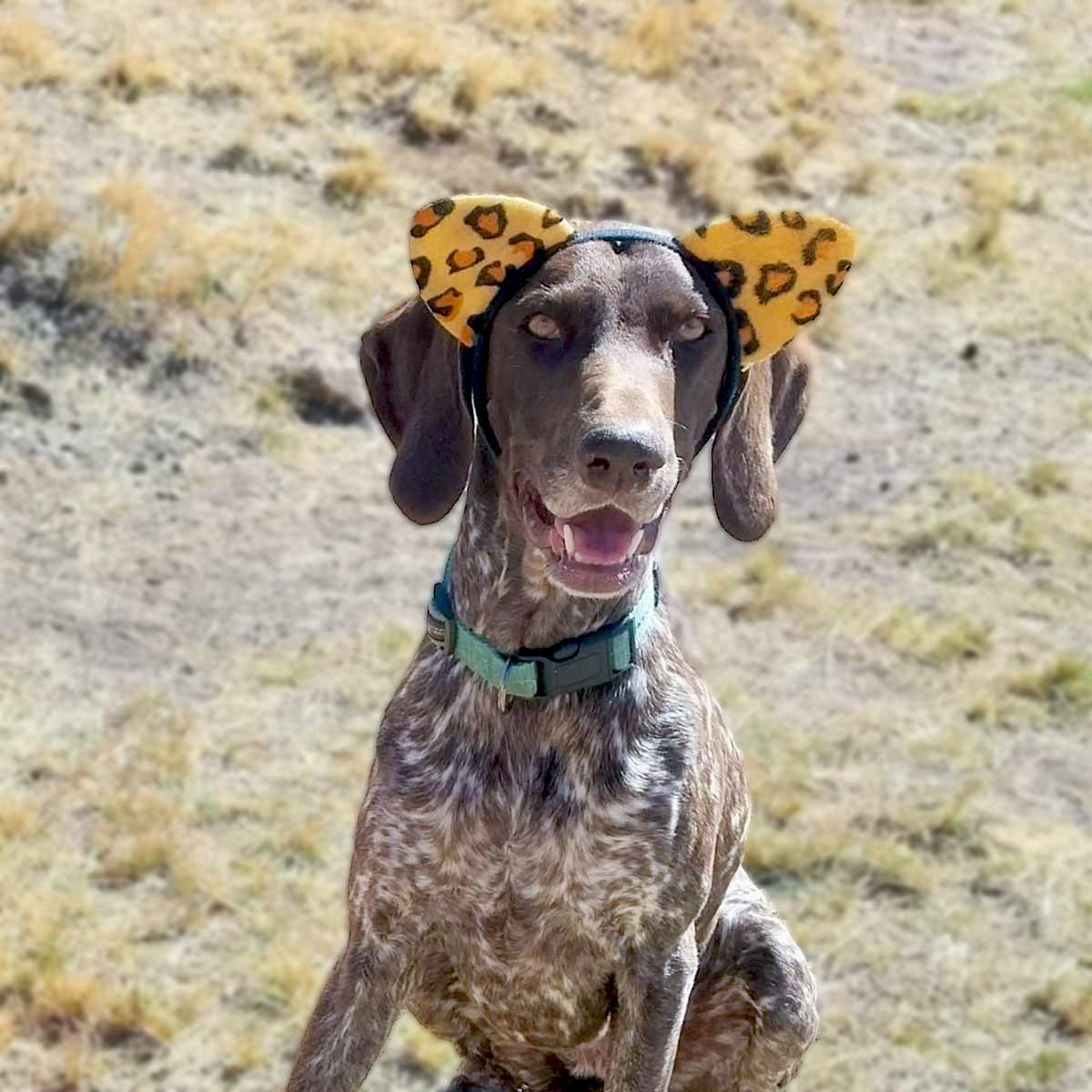 sebala-1200 Sebala, scat detection dog